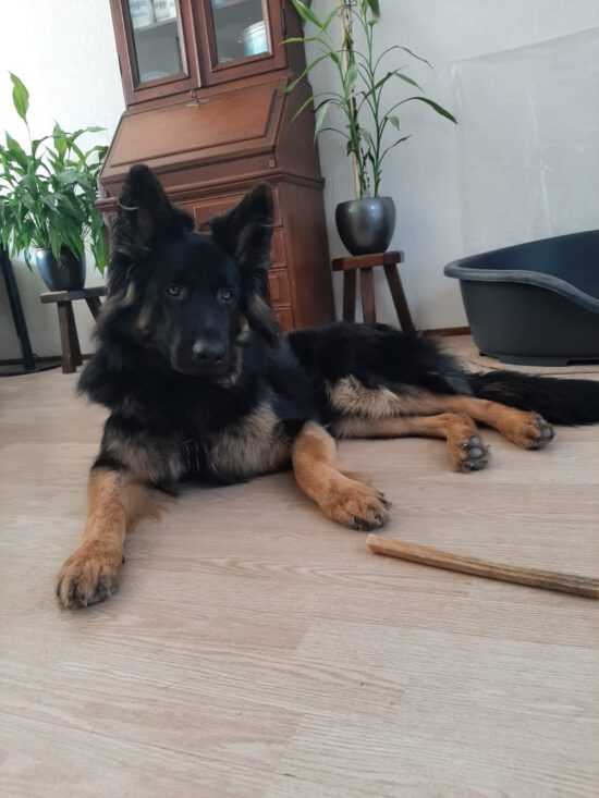 Bruno 1 jaar