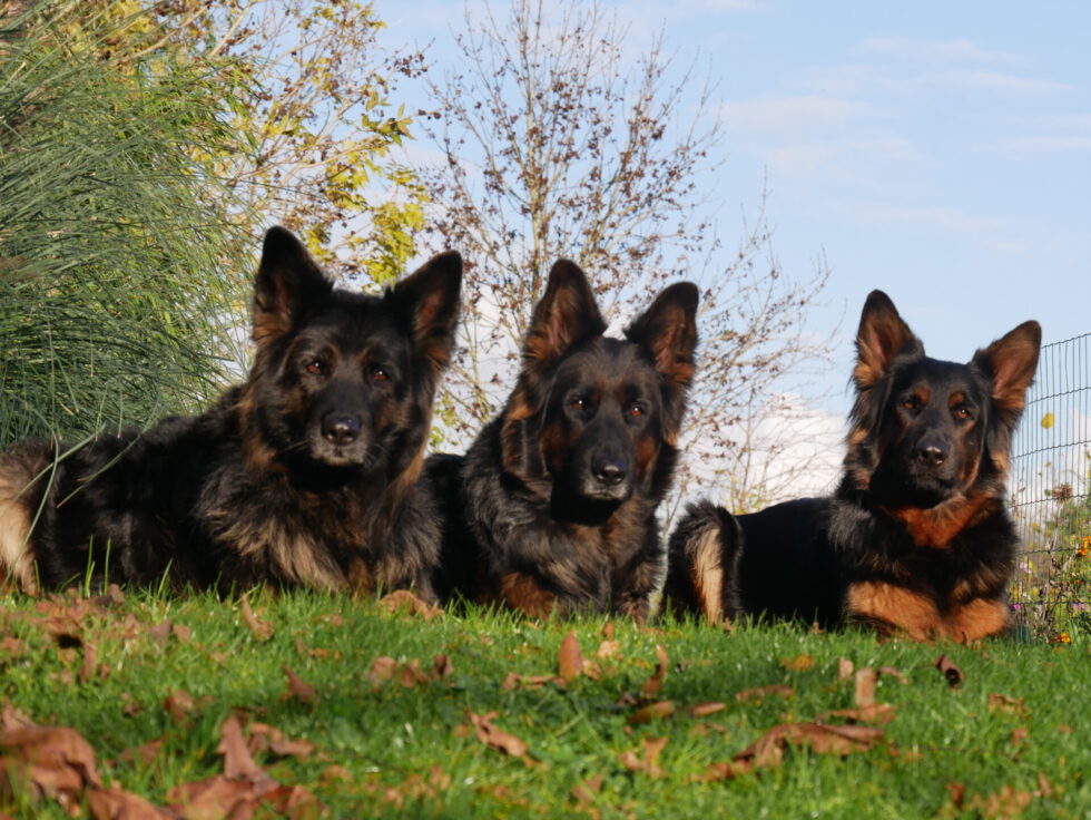 ALYSSA  ,  INDY  ,  KELY  NOVEMBER 2020