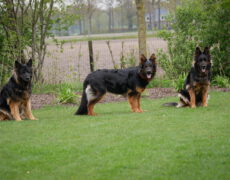 Alle honden