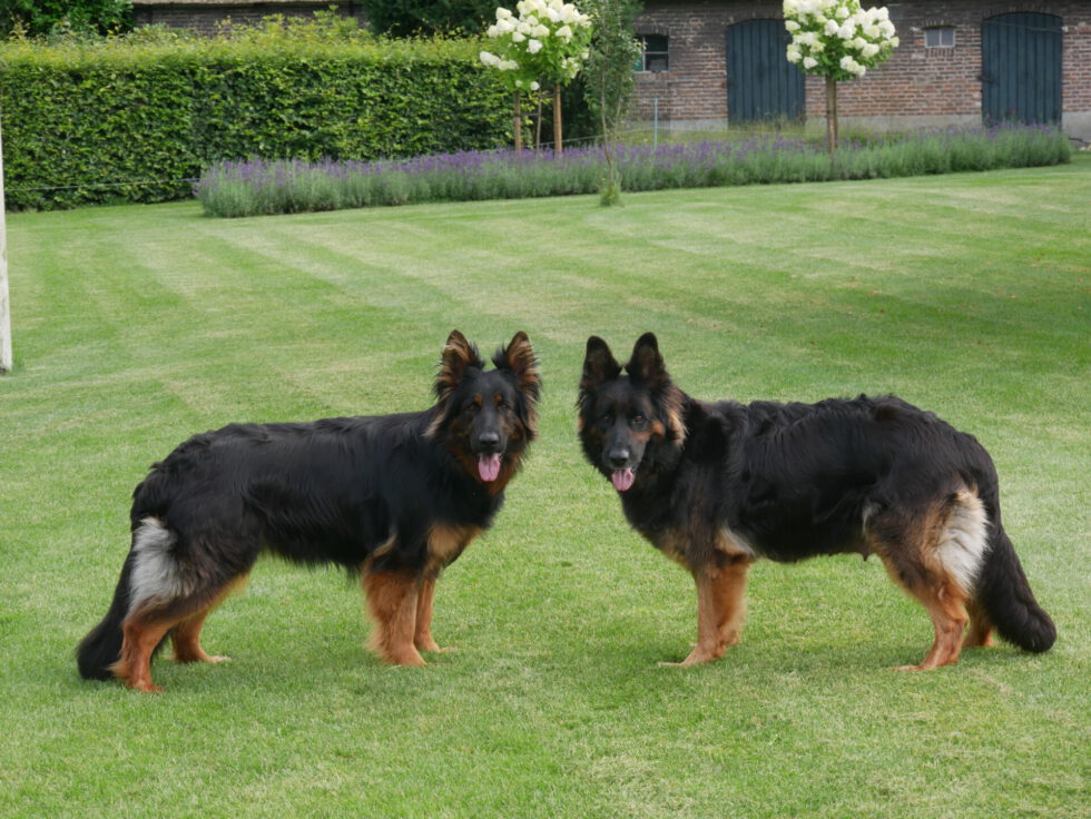 INDY EN KELY JULI 2021