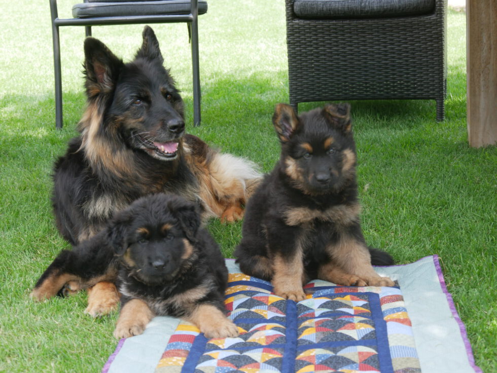 ALYSSA , JESSY , HARRY , H-NEST