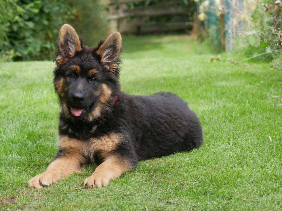 Voorhorsthoeve | Oudduitse herder kennel Fokker van pups Oudduitse herder kennel | Voorhorsthoeve | Oudduitse herder kennel | Fokker van pups