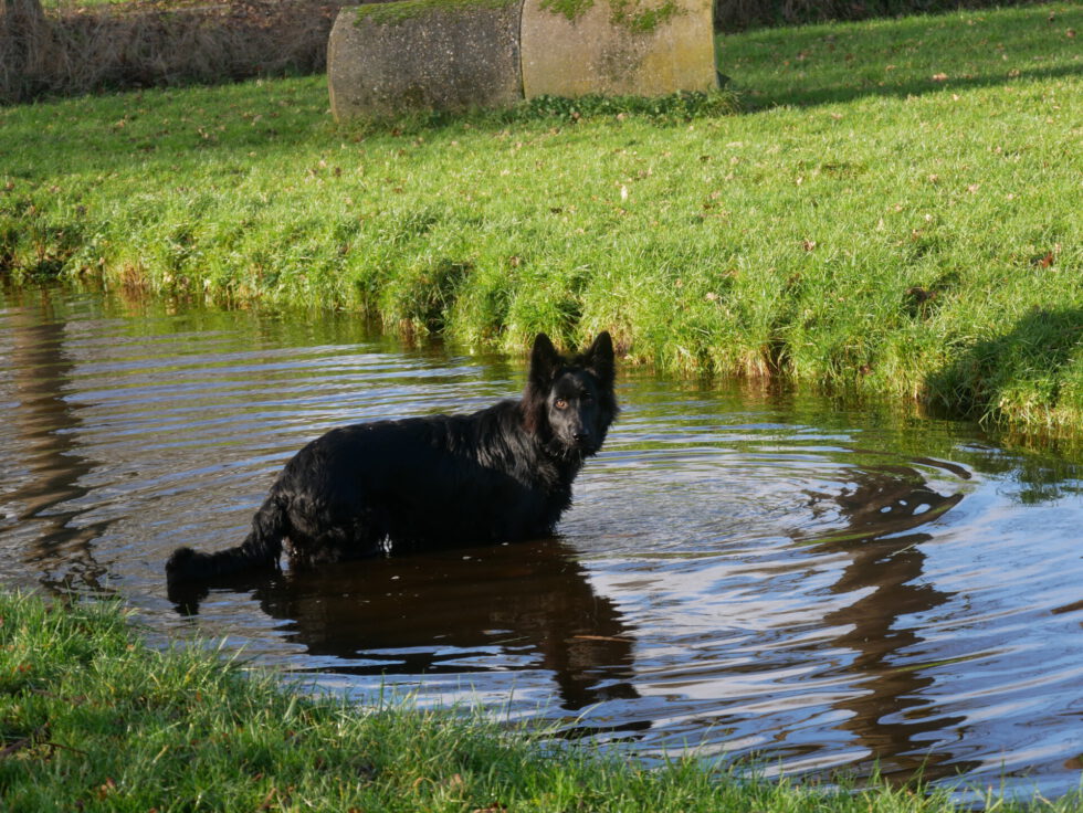 IZZY ZES MAANDEN