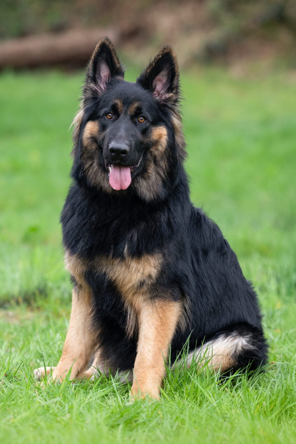 JOENA nakomeling Izzy 2025 Mei