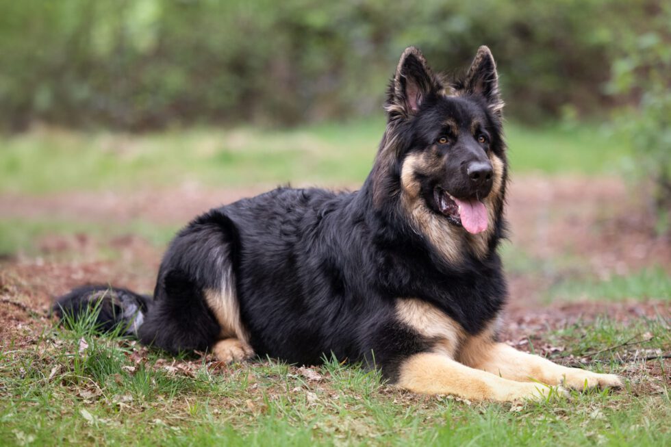 ODIN EERSTE NAKOMELING IZZY