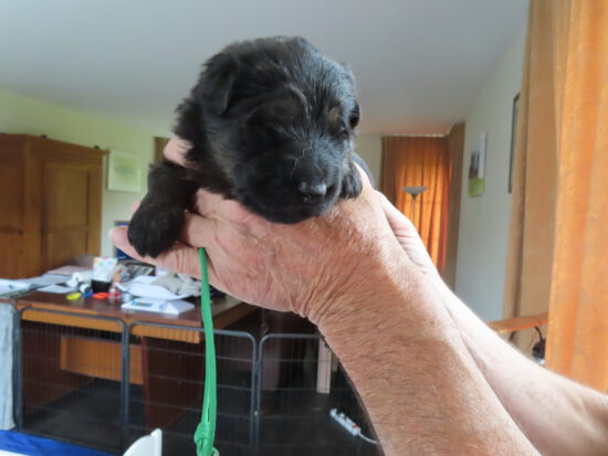 2 groen