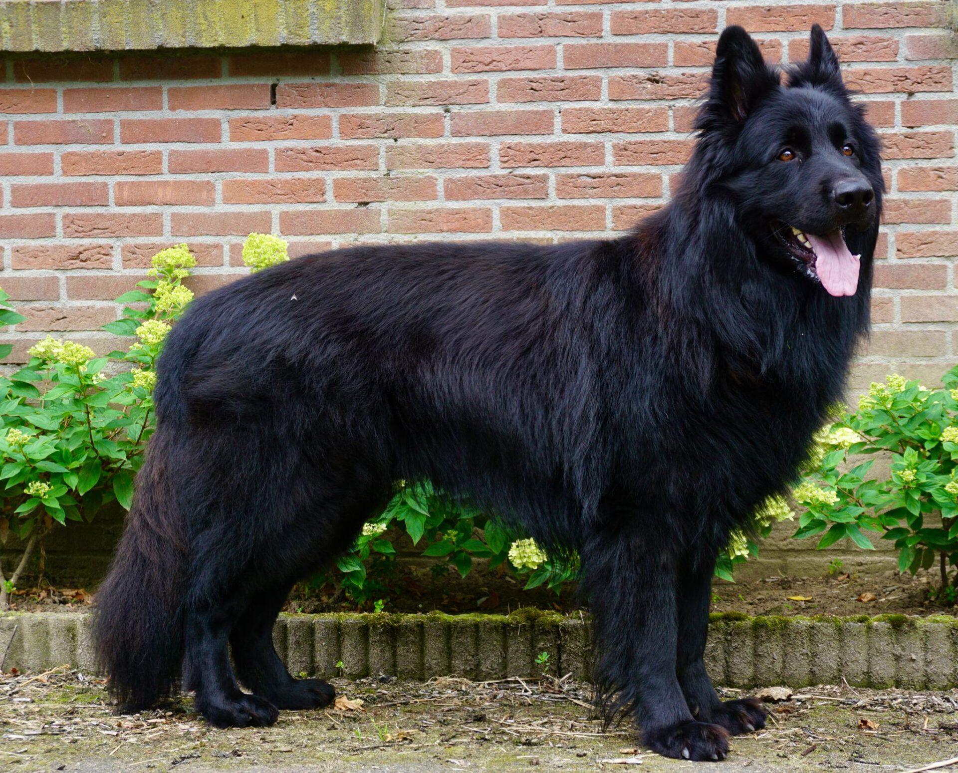 INCREDIBLE ARTAN  van de Voorhorsthoeve  dekreu