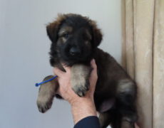 Blauw (K-nest) Kross Roef