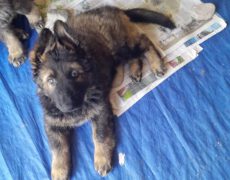 Bandje Rood K-nest Izzy  KYRA – RIVA