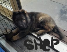 Bandje zwart ( K-nest ) KOSH – SHEP