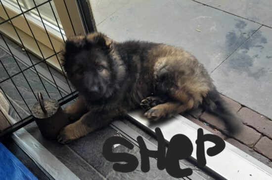 shep 8w