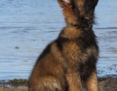 KELY -JAYCIE 18 Juli 2025